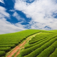 rzeczoznawca majątkowy Pabianice